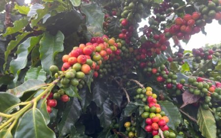 Clima impacta safra de café
