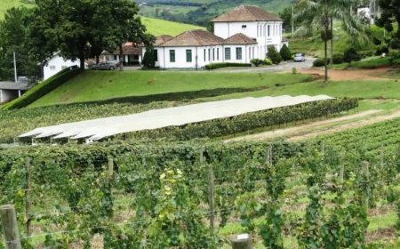 Epamig lança vinho rosé