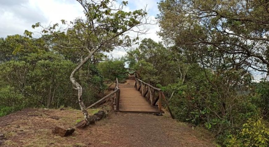 Trilha apresenta bioma do Cerrado no Parque das Mangabeiras neste sábado