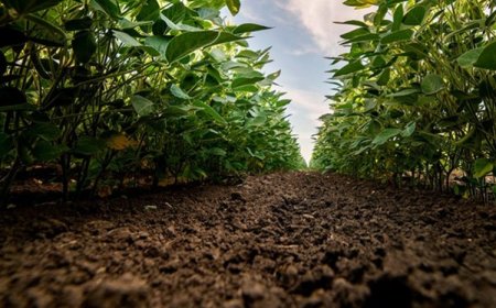 Crédito rural cai 5% em MG