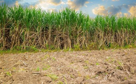 Valor da produção agrícola cresce em Minas