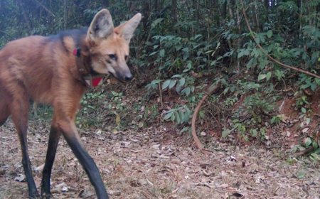 Lobos do Caraça adaptados aos visitantes