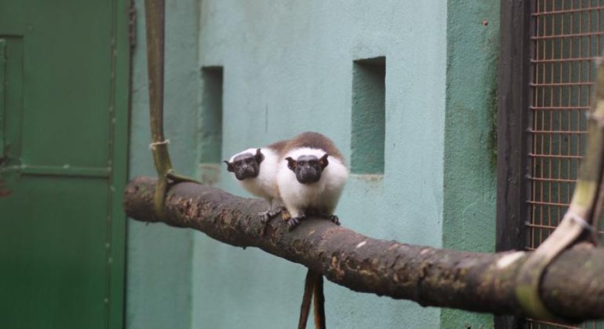 Casal de sauim-de-coleira, espécie criticamente ameaçada, passa a integrar exposição no Zoológico de BH