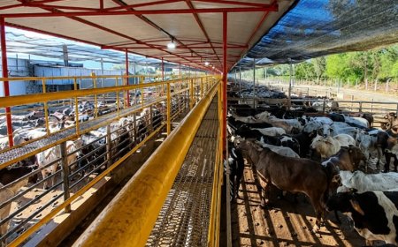 Frigorífico mineiro reabilitado para a China