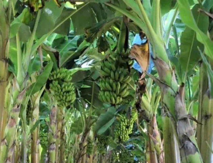 Produção de frutas avança na Zona da Mata